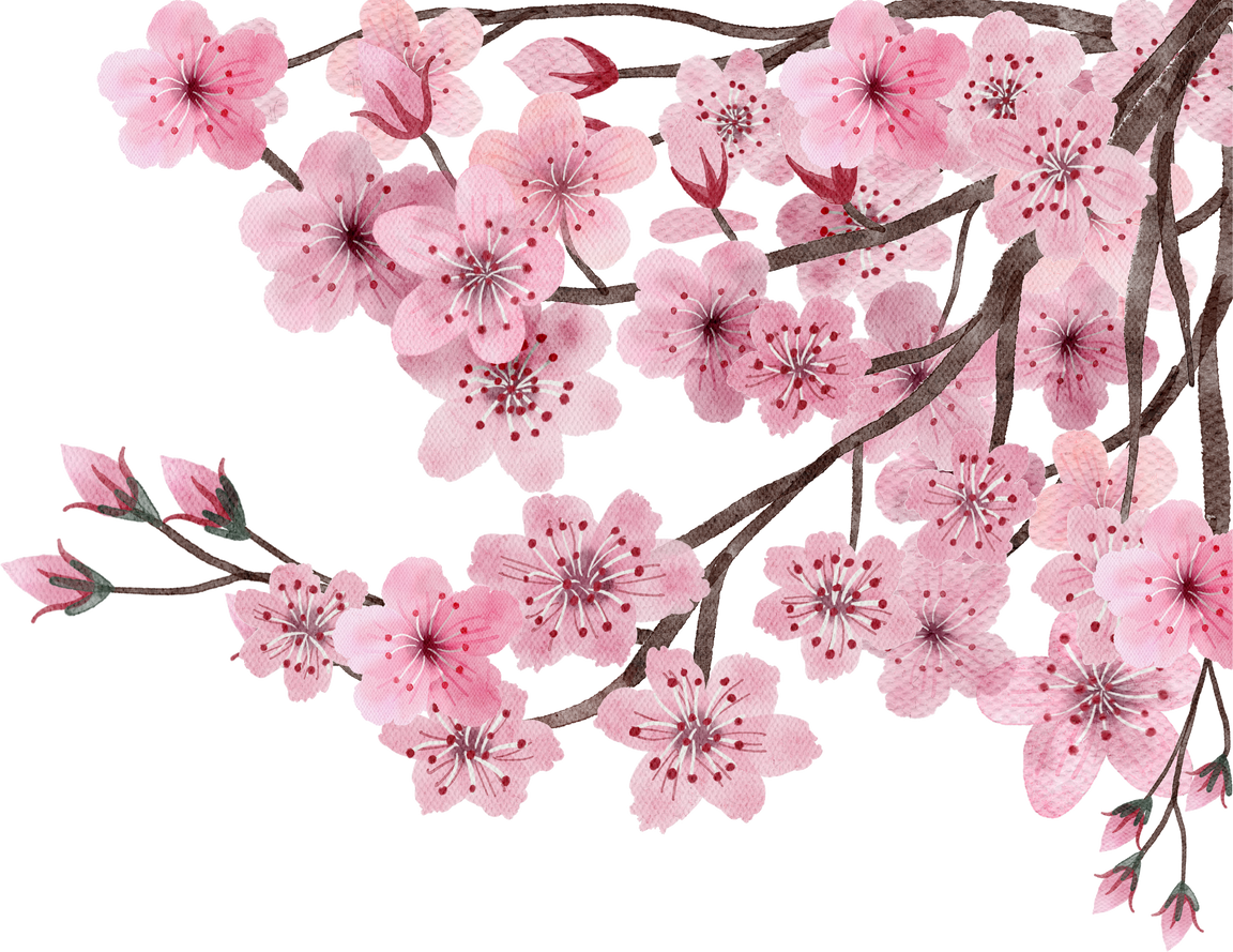 Cherry blossoms watercolor painted